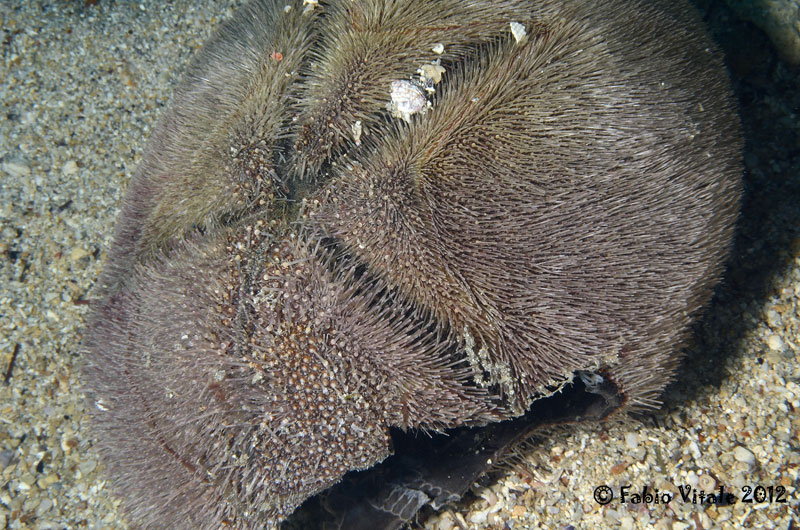 Echinoderma (Spatangus purpureus)